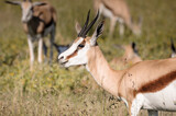 wild springboks grazing in Etosha National Park