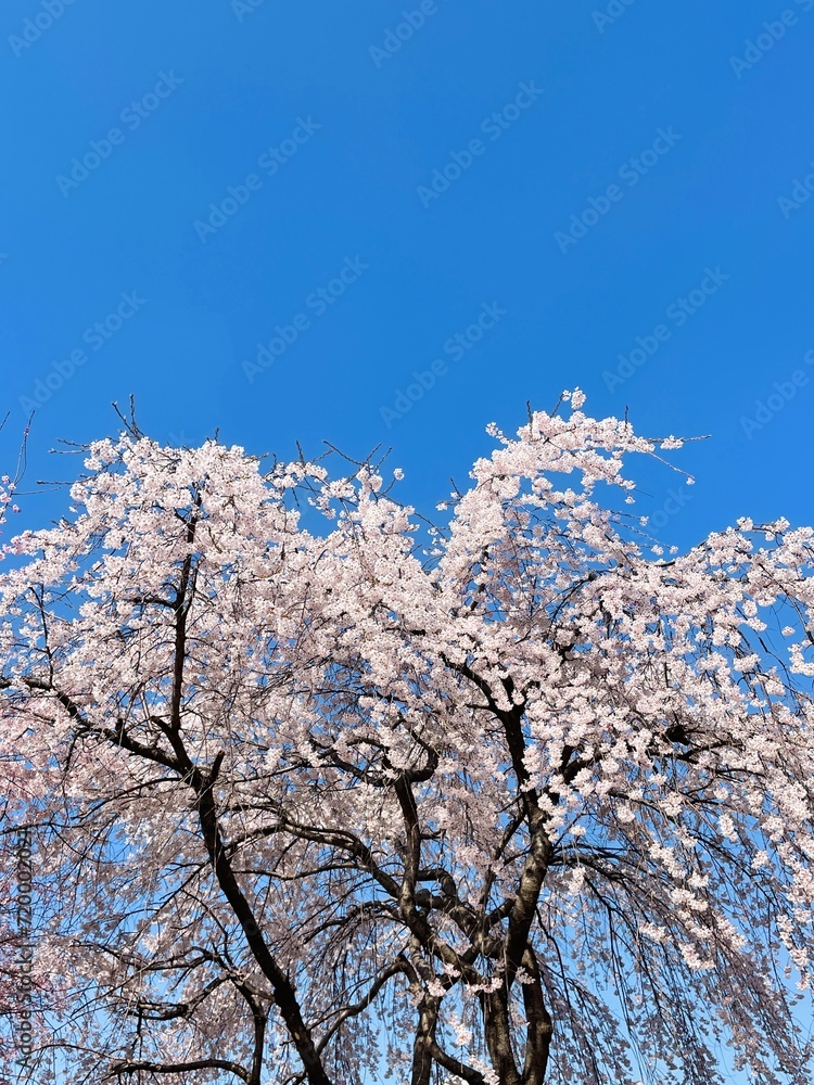 cherry blossom in spring cherry blossom in spring