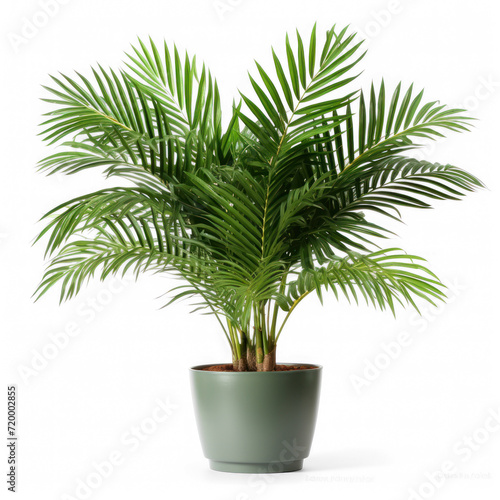  a palm house plant in a planter  on transparency background PNG
