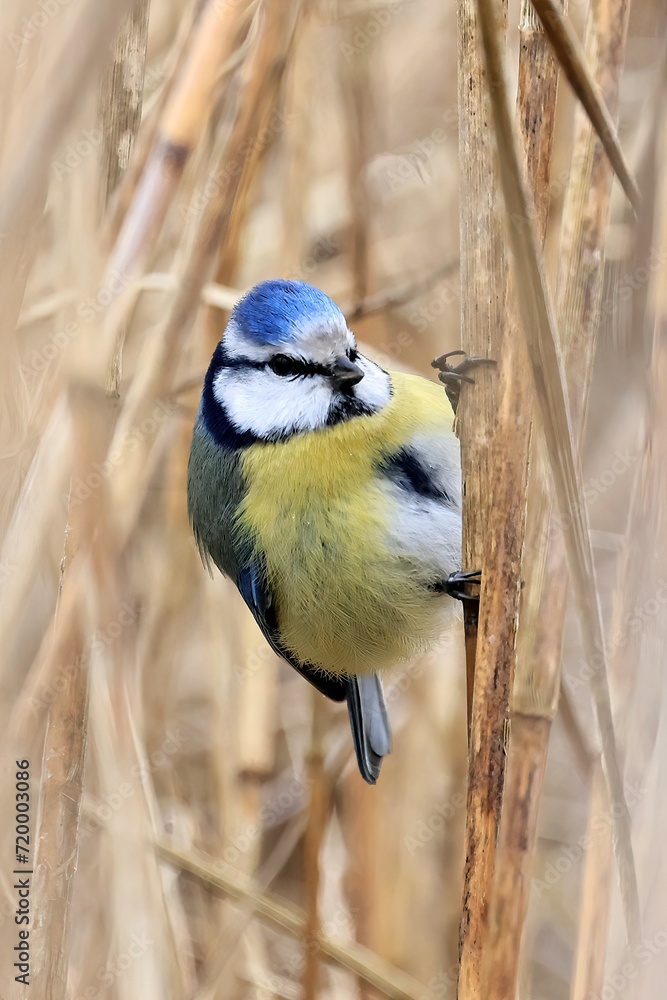 Obraz premium closeup of a blue tit