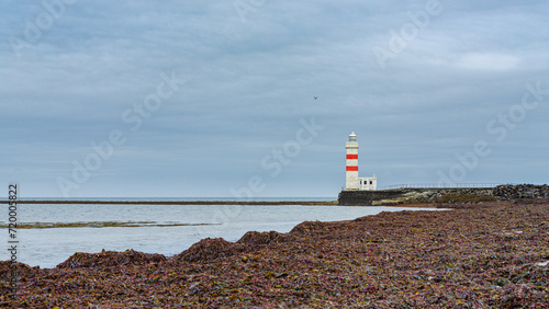 Landscape with kelp covered beach and Gardur (Garður) Old Lighthouse in southwest Iceland
 photo