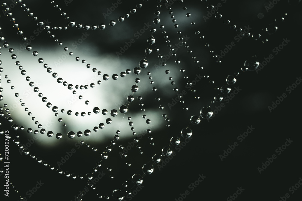 Fototapeta premium Spiderweb with droplets