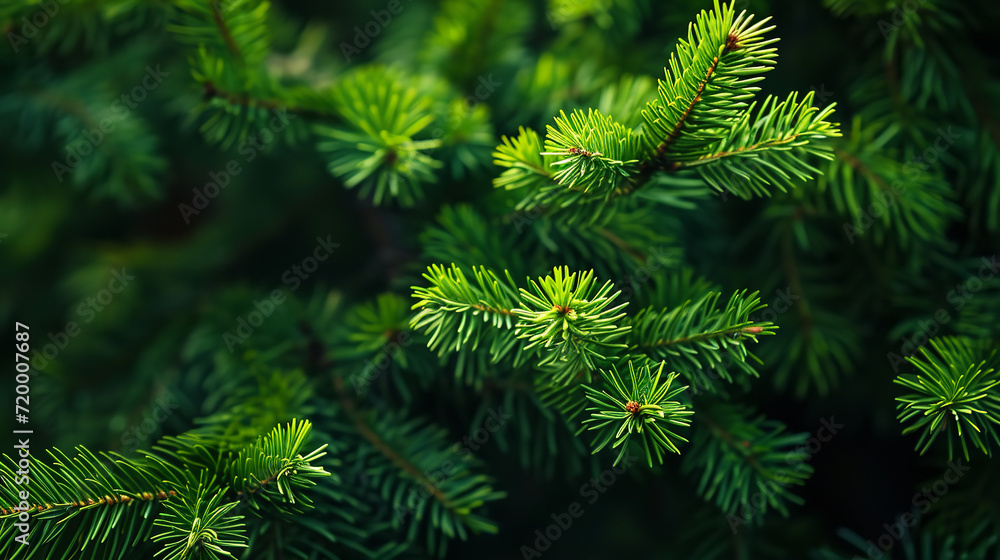 bright green pine needles set against dark, shadowy background bright green pine needles set against dark, shadowy background
