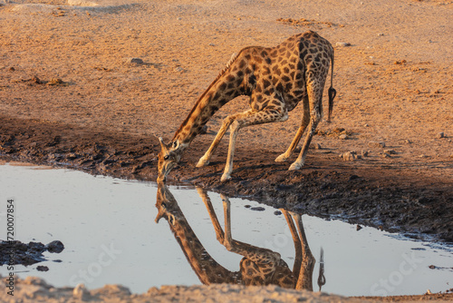Namibian giraffe (Giraffa camelopardalis angolensis) drinking from a waterhole at sunrise in Etosha National Park, Namibia 
