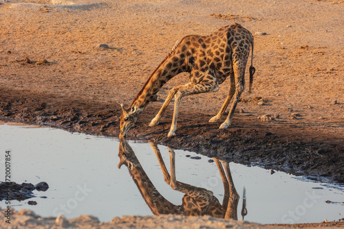 Photography Namibian giraffe (Giraffa camelopardalis angolensis) drinking from a waterhole a