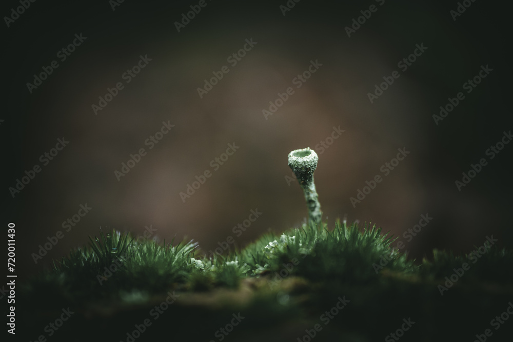 Obraz premium Moss in the forest