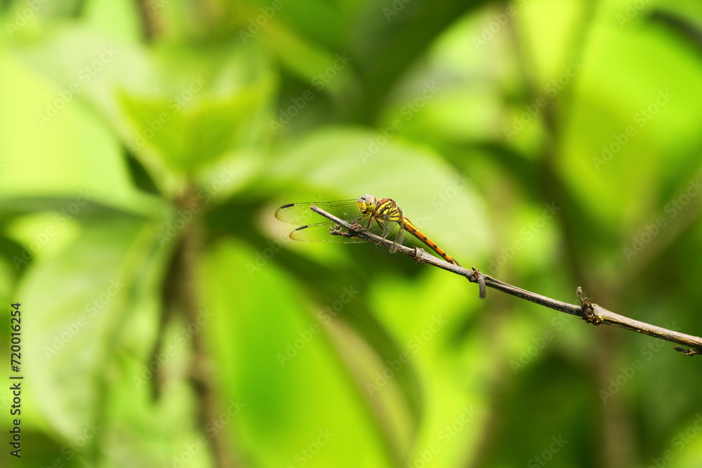 dragonfly on a branch dragonfly on a branch