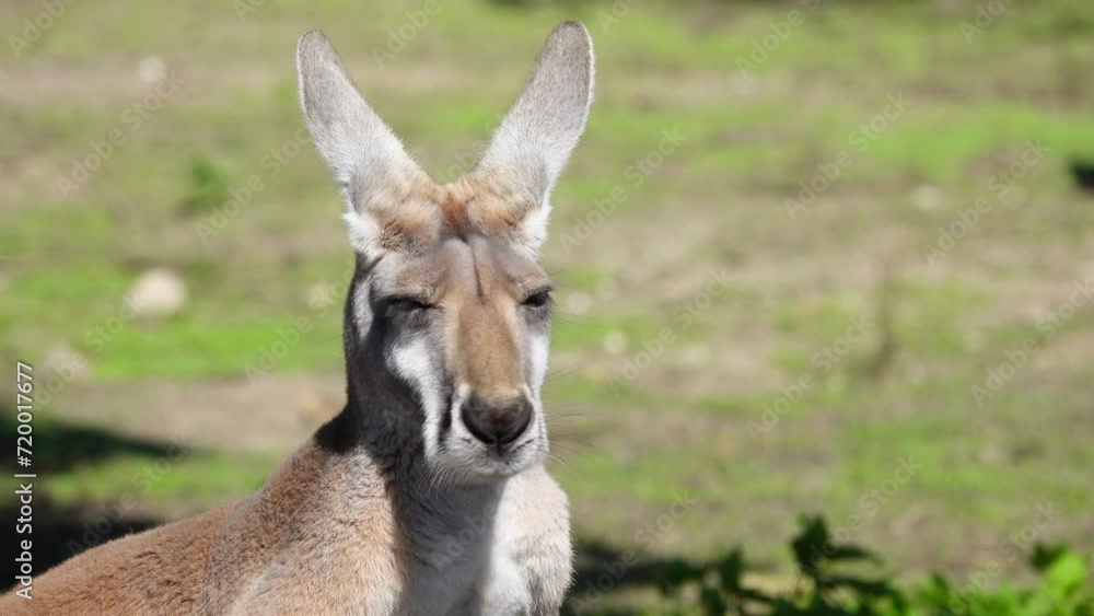 Great red kangaroo (macropus rufus) close up, slow motion Great red kangaroo (macropus rufus) close up, slow motion
