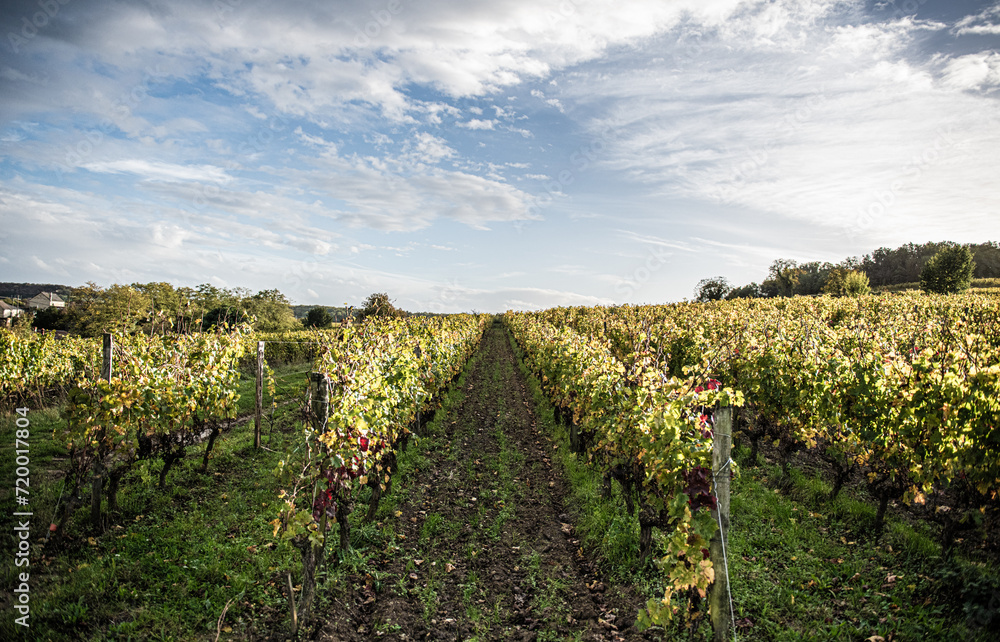 french vineyard landscape,Winemaking and grape fields.