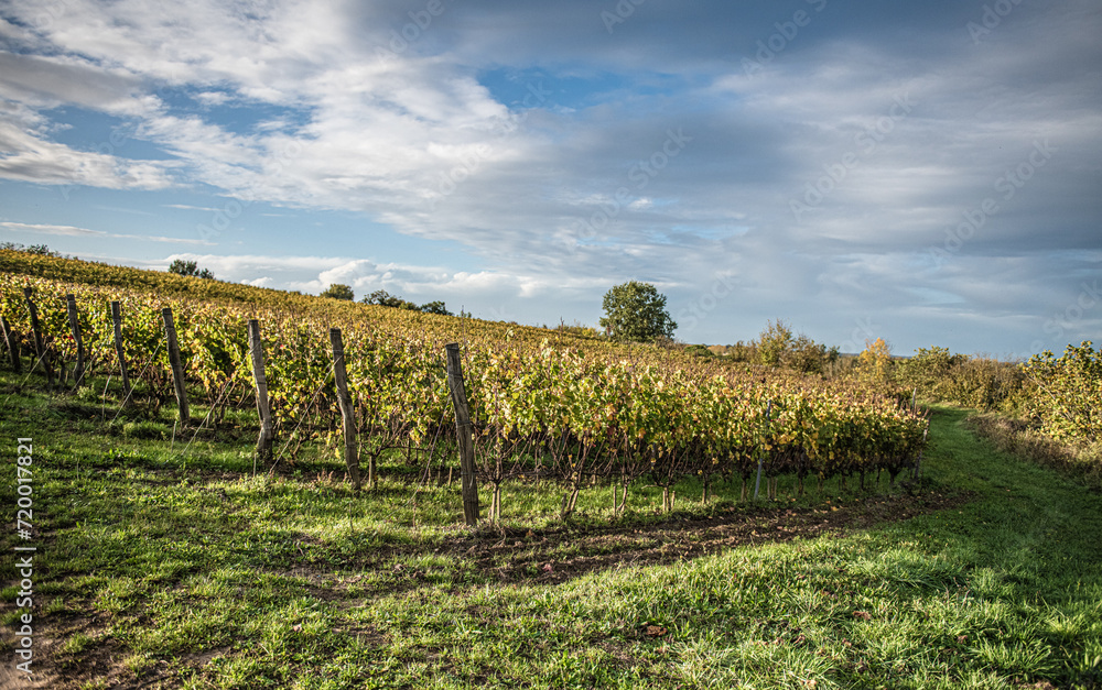 Fototapeta premium french vineyard landscape,Winemaking and grape fields.