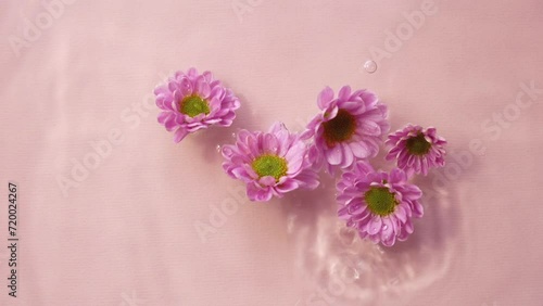 Wallpaper Mural Top view pink chrysanthemum flowers with falling drops and diverging circles of water on pink water surface background Torontodigital.ca