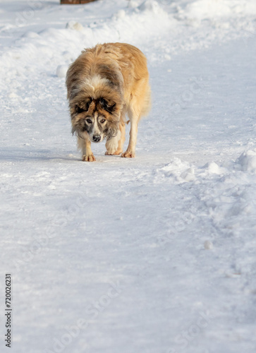 A dog walks in the park in winter. © Prikhodko