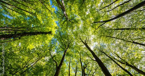Treetop panorama of beech (fagus) and oak (quercus) trees in a forest in Hemer Sauerland on a bright sping day with fresh green foliage, strong trunks and boles seen from below in frog perspective.
