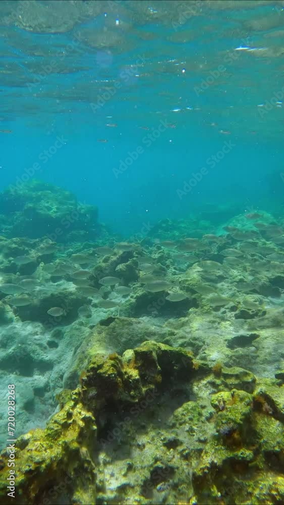 Shoal of Marbled Spinefoot fish (Siganus rivulatus) swim over rocky sea bottom in the blue water, Vertical video, Slow motion, Mediterranean Sea, Rhodes island, Greece Shoal of Marbled Spinefoot fish (Siganus rivulatus) swim over rocky sea bottom in the blue water, Vertical video, Slow motion, Mediterranean Sea, Rhodes island, Greece