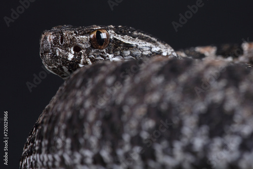 A Pygmy Rattlesnake resting on a rock
