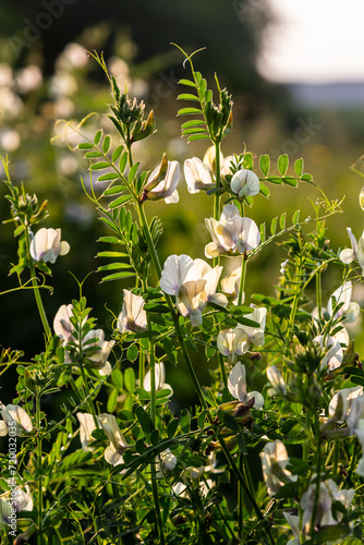 A large yellow vetch or big flower vetch. Vicia grandiflora. Wild plant shot in the spring