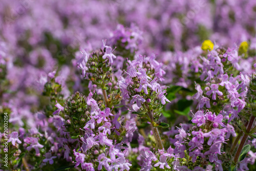 Blossoming fragrant Thymus serpyllum  Breckland wild thyme  creeping thyme  or elfin thyme close-up  macro photo. Beautiful food and medicinal plant in the field in the sunny day