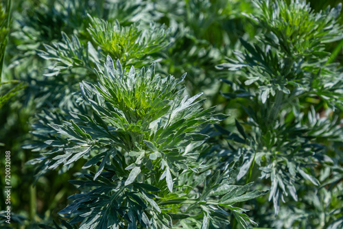 Silver green Wormwood leaves background. Artemisia absinthium  absinthe wormwood plant in herbal kitchen garden  close up  macro