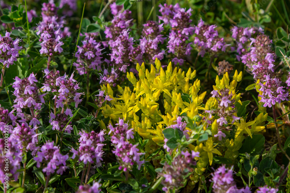 Obraz premium Sedum acre, Sedum album is the perennial herbaceous succulent plant with numerous rising stems covered with small thick leaves