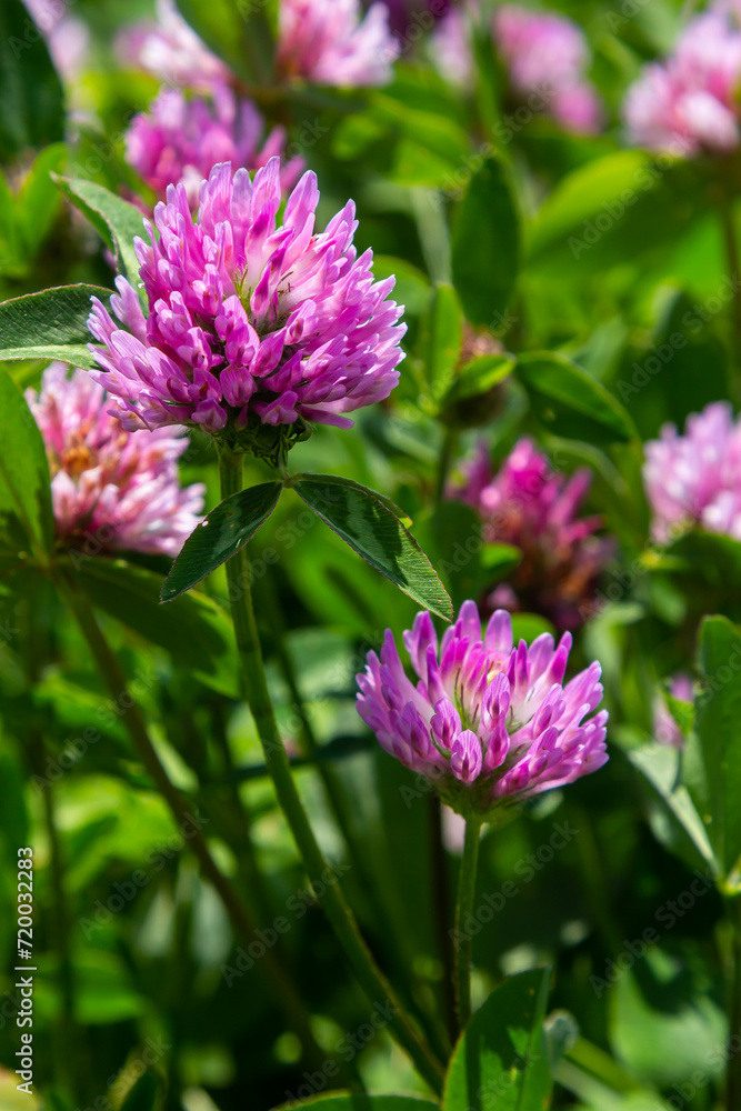 Trifolium pratense, red clover. Collect valuable flowers fn the meadow in the summer. Medicinal and honey-bearing plant, fodder and in folk medicine medically sculpted wild herbs Trifolium pratense, red clover. Collect valuable flowers fn the meadow in the summer. Medicinal and honey-bearing plant, fodder and in folk medicine medically sculpted wild herbs