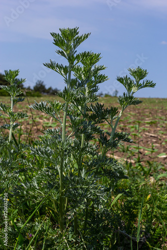 Wallpaper Mural Silver green Wormwood leaves background. Artemisia absinthium, absinthe wormwood plant in herbal kitchen garden, close up, macro Torontodigital.ca