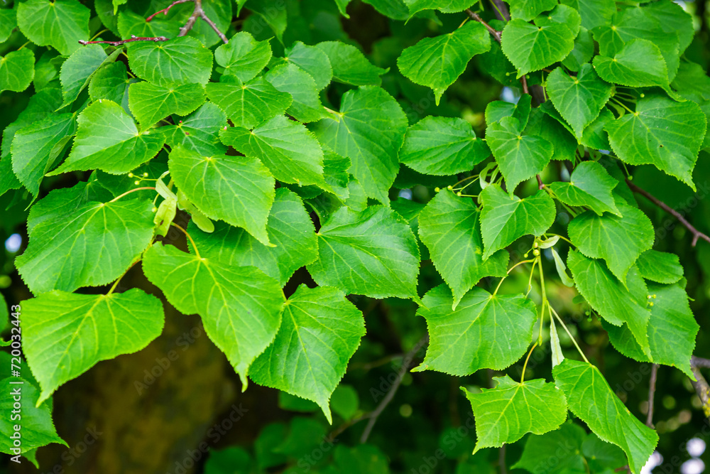 Tilia cordata leaves and fruits growing on tree branches Tilia cordata leaves and fruits growing on tree branches