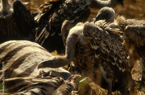 Vautour de Rüppell,.Gyps rueppelli , Rüppell's Vulture, Parc national du Serengeti, Tanzanie