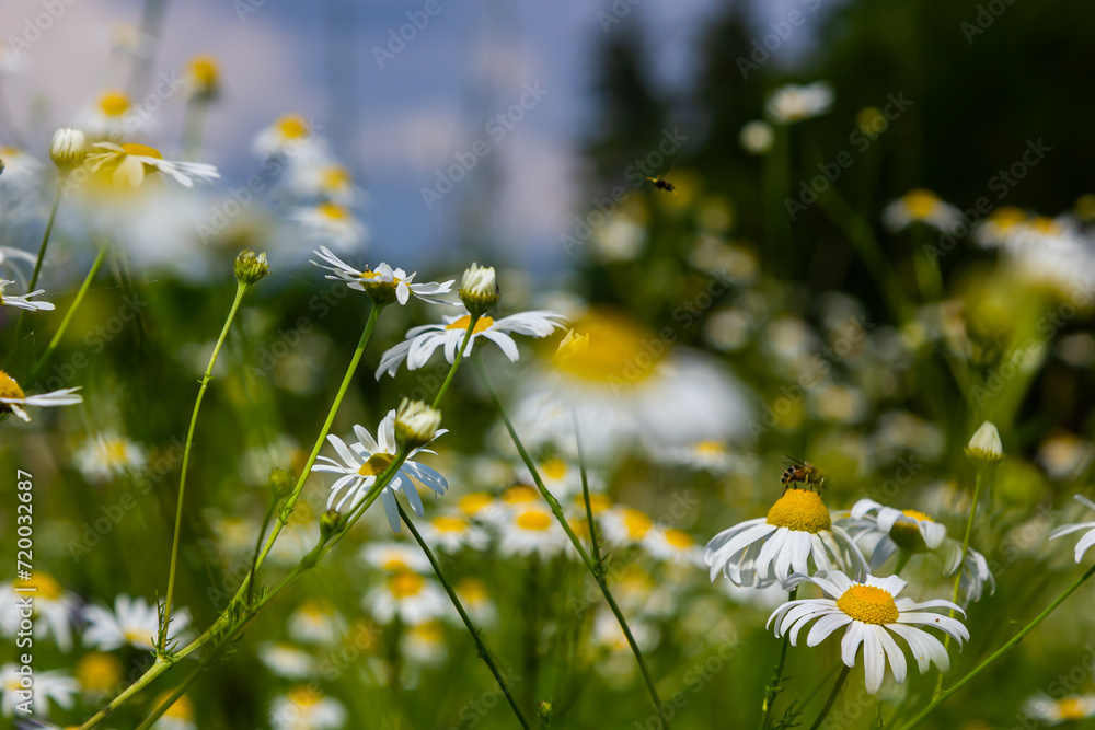 Flesh Flies belong to the family Sarcophagidae. Tripleurospermum