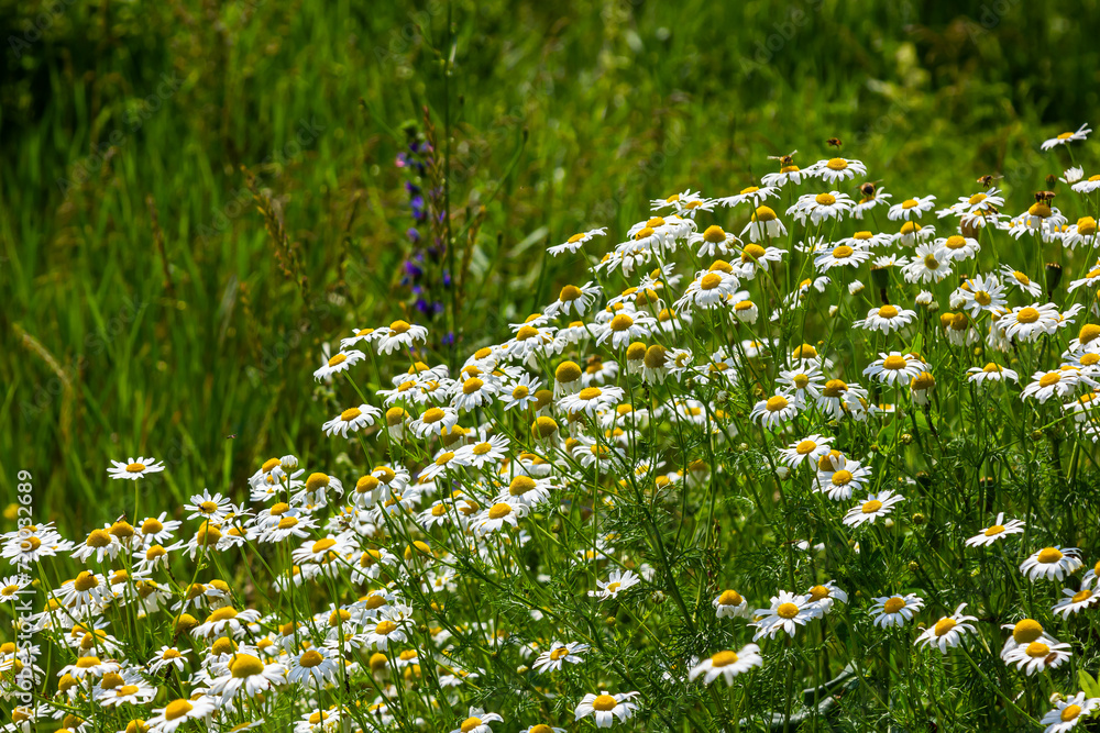 Tripleurospermum inodorum, wild chamomile, mayweed, false chamomile