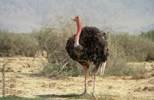 Autruche d'Afrique,.Struthio camelus, Common Ostrich, Afrique