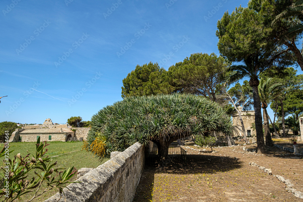 Dragó, Dracaena draco, , arbol singular catalogado, Lazareto de Mahón, Península de San Felipet, puerto de Mahón, Menorca, balearic islands, Spain