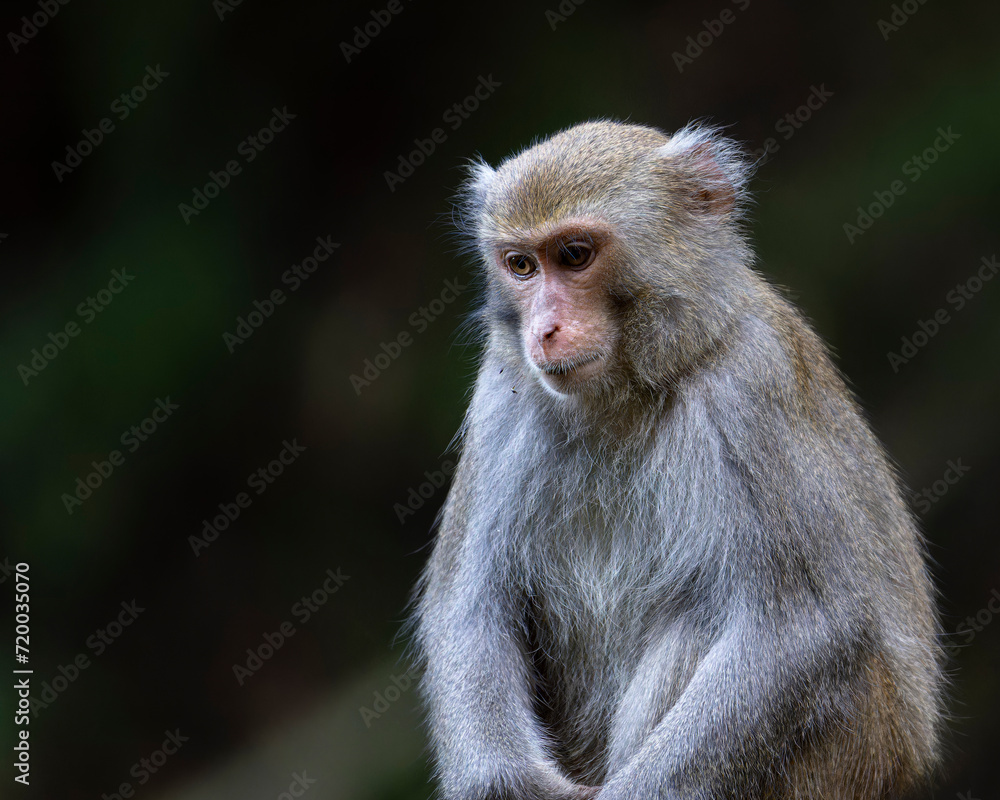 Formosan Rock Macaque, Macaca cyclopis monkey in the forest
