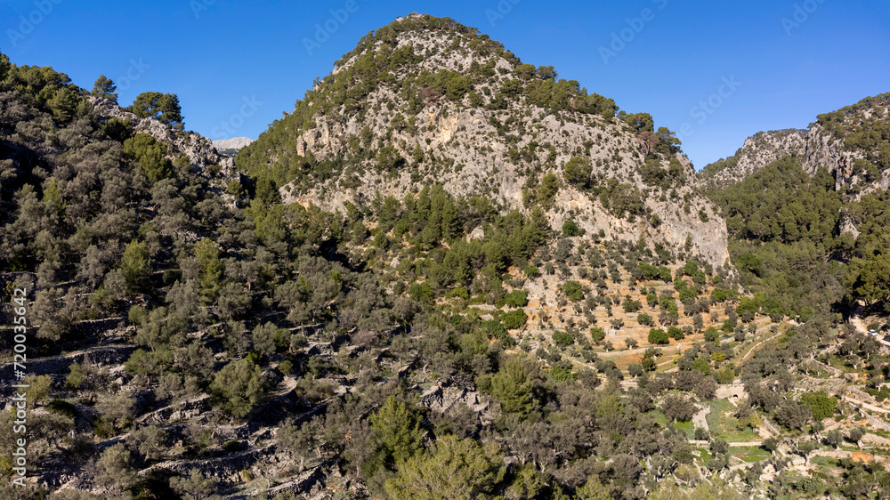 Puig de n'Escuder, and Olivar, Els Horts, green route of the olive tree,Caimari, Mallorca, spain