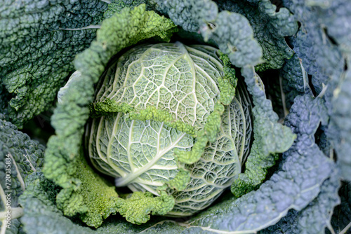 Col verde (Brassica oleracea var. sabellica)