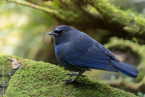 Taiwan Whistling-Thrush endemic bird from Taiwan 