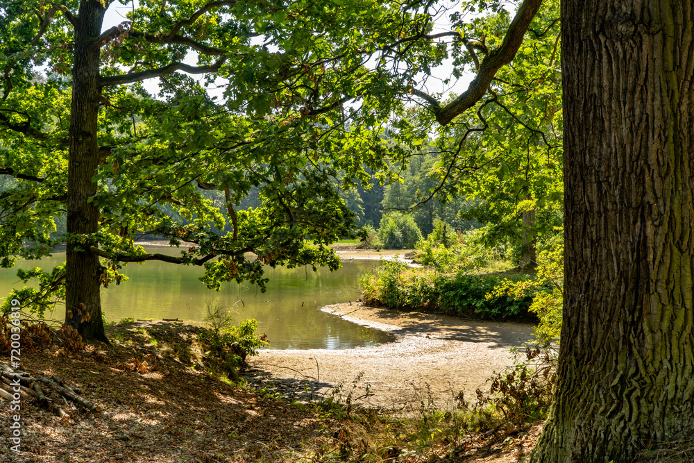 Spring in the parkside - tree and pond Spring in the parkside - tree and pond