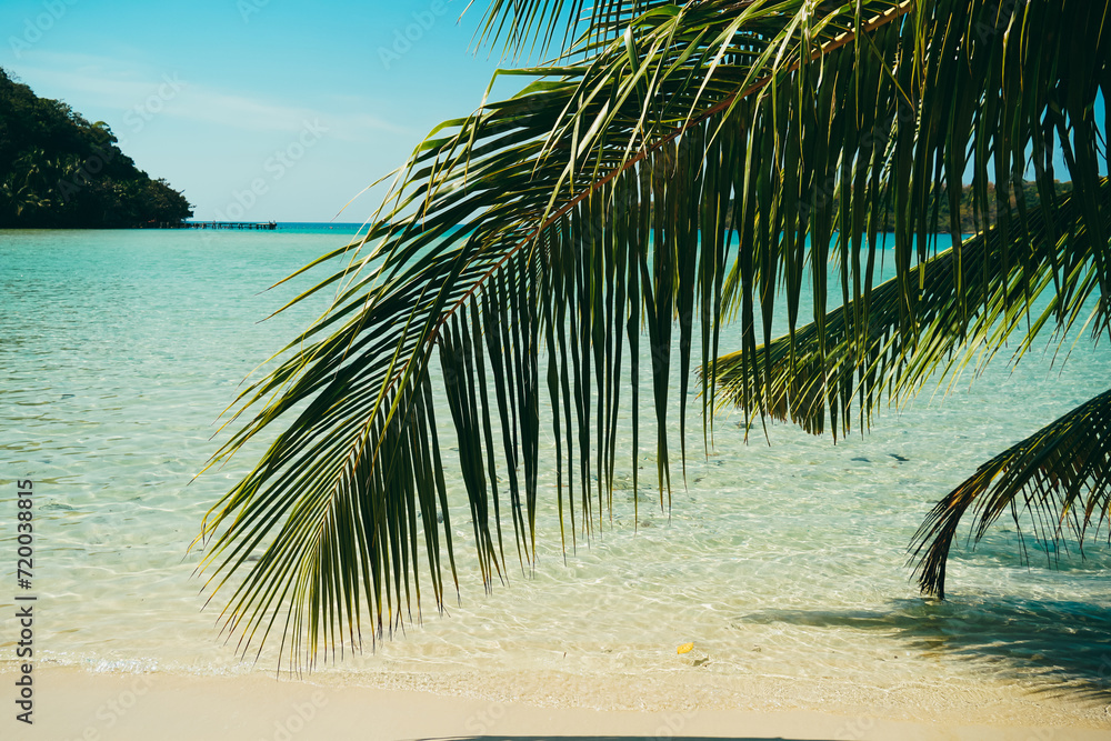 Naklejka premium Tropical sea beach with sand and coconut tree. Island clear blue sky background at Koh Kood Island, Thailand. The leaves of palm trees on Sunny tropical beach. Summer vacation and tropical beach