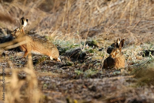 hare