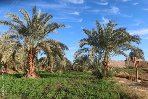 Palm trees in a Beautiful date farm in Bahariya oasis in Egypt