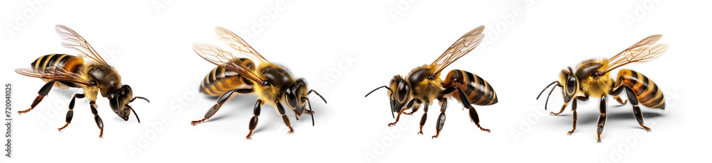 Set of honey bee landing  on transparency background PNG - obrazy, fototapety, plakaty 