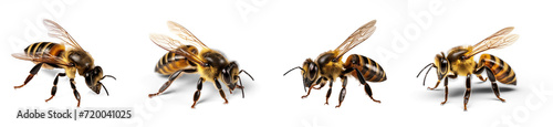 Set of honey bee landing  on transparency background PNG photo