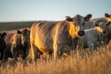 golden duck on a holistic farming of Angus, wagyu, and Murray Grey Cows eating long pasture in a hot dry summer at dusk in Australia