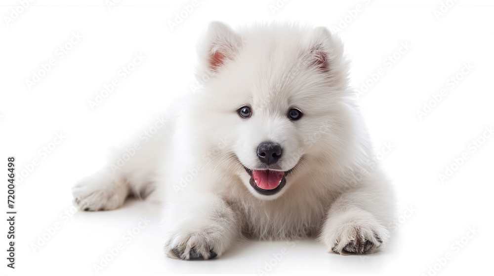 Cute samoyed puppy lying on a white background.