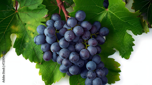 Blue grape cluster with leaves