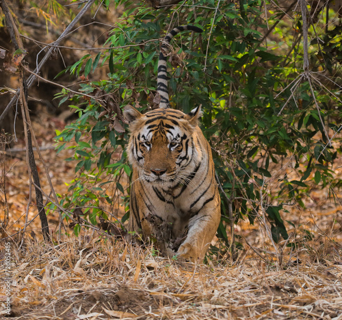tiger in the wild
