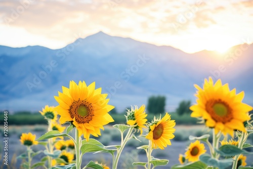 sunflowers in full bloom with a backdrop of mountains