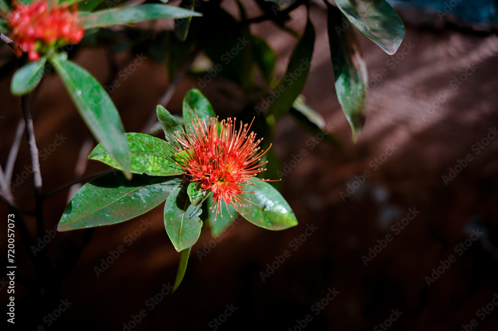 River Bushwillow flower Combretum erythrophyllum fully bloomed and sunlight on it. Selective focus used with copy space. River Bushwillow flower Combretum erythrophyllum fully bloomed and sunlight on it. Selective focus used with copy space.