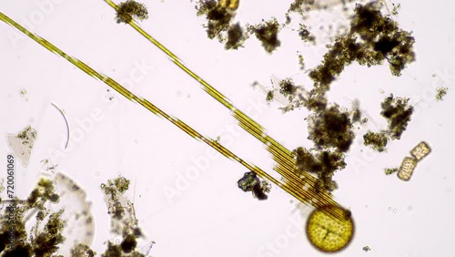 Microscopy footage showcasing the locomotion fashion typical of diatom colonies of the genus Bacillaria. Sampled in Japan. photo