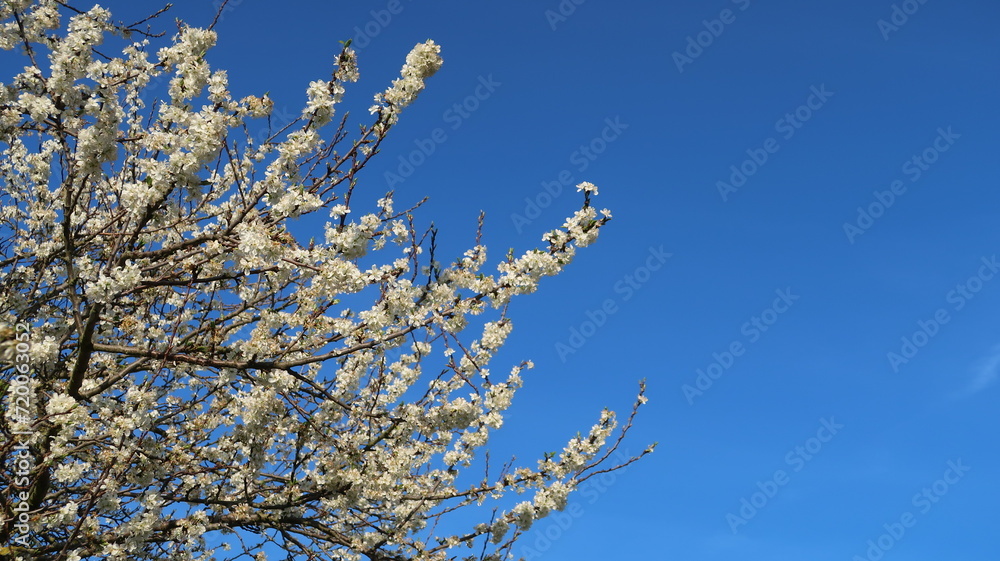 Branches d’arbre fruitier couvertes de petites fleurs blanches sur fond de ciel bleu, au printemps