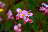 small pink flowers